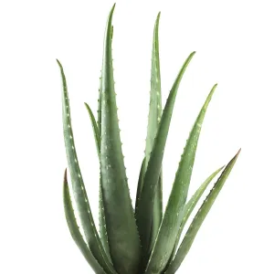 Aloe vera plant