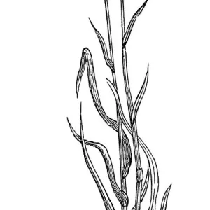 Alopecurus pratensis (meadow foxtail) Alopecurus pratensis (meadow foxtail)