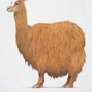 Alpaca, Lama pacos, with shaggy brown fur, side view