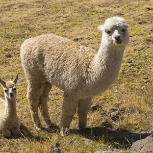 Alpaca -Vicugna pacos- adult with young, Peru