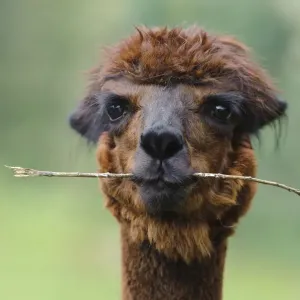 Alpaca -Vicugna pacos-, portrait, animal holding branch in its mouth, Jaderpark, Lower Saxony, Germany, Europe Alpaca -Vicugna pacos-, portrait, animal holding branch in its mouth, Jaderpark, Lower Saxony, Germany, Europe