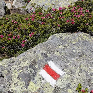 Alpenrose -Rhododendron ferrugineum-, trail-marking, Mt Schafberg, Montafon, Raetikon, Vorarlberg, Austria