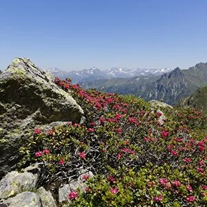 Alpenrose -Rhododendron ferrugineum-, at St. Antoenier Joch, saddle, Montafon, Raetikon, Vorarlberg, Austria