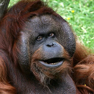 Alpha Male Orangutan