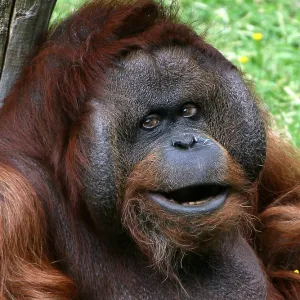 Alpha Male Orangutan Alpha Male Orangutan