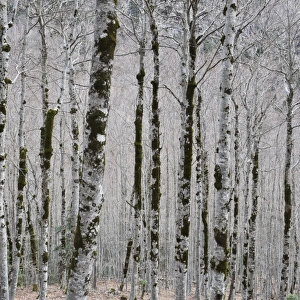 Alpine birch forest in spring