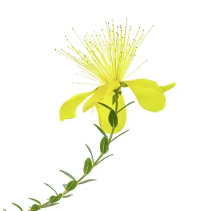 Alpine Hypericum Olympicum Alpine Hypericum Olympicum