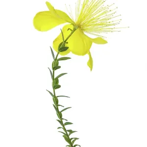 Alpine Hypericum Olympicum Alpine Hypericum Olympicum