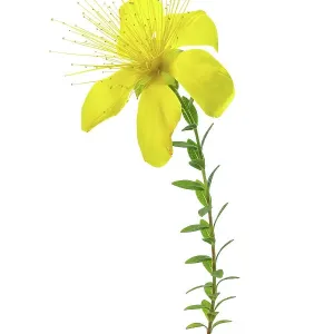 Alpine Hypericum Olympicum Alpine Hypericum Olympicum