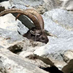 Alpine ibex (Capra ibex), Alpine Zoo Innsbruck, Tyrol, Austria, Europe Alpine ibex (Capra ibex), Alpine Zoo Innsbruck, Tyrol, Austria, Europe