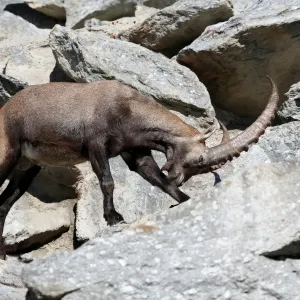 Alpine ibex (Capra ibex), Alpine Zoo Innsbruck, Tyrol, Austria, Europe Alpine ibex (Capra ibex), Alpine Zoo Innsbruck, Tyrol, Austria, Europe
