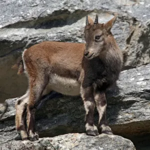 Alpine ibex (Capra ibex), fawn, Alpine Zoo Innsbruck, Tyrol, Austria, Europe Alpine ibex (Capra ibex), fawn, Alpine Zoo Innsbruck, Tyrol, Austria, Europe
