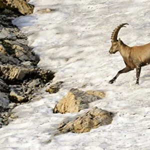 Alpine ibex (Capra ibex), running over a snow field