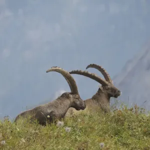 Alpine ibex (Capra ibex), Toggenburg, Canton St. Gallen, Switzerland, Europe Alpine ibex (Capra ibex), Toggenburg, Canton St. Gallen, Switzerland, Europe