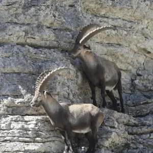 Alpine ibex (Capra ibex), Toggenburg, Canton St. Gallen, Switzerland, Europe Alpine ibex (Capra ibex), Toggenburg, Canton St. Gallen, Switzerland, Europe