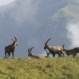 Alpine ibex (Capra ibex), Toggenburg, Canton St. Gallen, Switzerland, Europe Alpine ibex (Capra ibex), Toggenburg, Canton St. Gallen, Switzerland, Europe