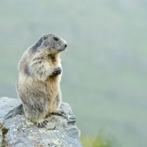 Alpine Marmot -Marmota marmota-, Grossglockner, Hohe Tauern National Park, Tyrol, Austria Alpine Marmot -Marmota marmota-, Grossglockner, Hohe Tauern National Park, Tyrol, Austria