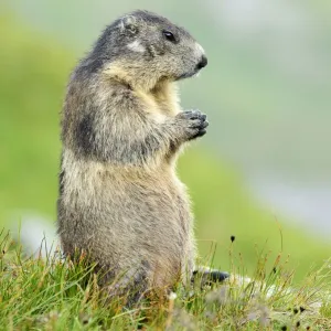 Alpine Marmot Print - Hohe Tauern National Park Landscape Alpine Marmot Print - Hohe Tauern National Park Landscape