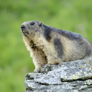 Alpine Marmot -Marmota marmota-, Grossglockner, Hohe Tauern National Park, Tyrol, Austria Alpine Marmot -Marmota marmota-, Grossglockner, Hohe Tauern National Park, Tyrol, Austria