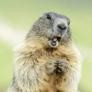 Alpine Marmot -Marmota marmota-, Grossglockner, Hohe Tauern National Park, Tyrol, Austria Alpine Marmot -Marmota marmota-, Grossglockner, Hohe Tauern National Park, Tyrol, Austria