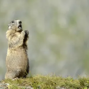 Alpine Marmot -Marmota marmota-, Grossglockner, Hohe Tauern National Park, Tyrol, Austria Alpine Marmot -Marmota marmota-, Grossglockner, Hohe Tauern National Park, Tyrol, Austria