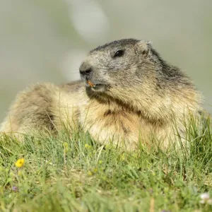Alpine Marmot -Marmota marmota-, Grossglockner, Hohe Tauern National Park, Tyrol, Austria Alpine Marmot -Marmota marmota-, Grossglockner, Hohe Tauern National Park, Tyrol, Austria
