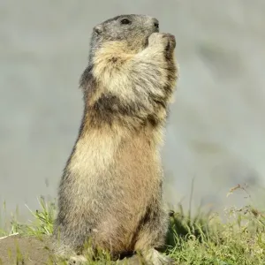 Alpine Marmot -Marmota marmota-, standing on its hind legs, Grossglockner, Hohe Tauern National Park, Tyrol, Austria Alpine Marmot -Marmota marmota-, standing on its hind legs, Grossglockner, Hohe Tauern National Park, Tyrol, Austria