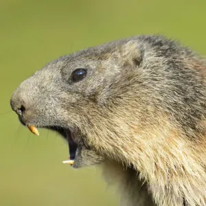 Alpine Marmot -Marmota marmota-, whistling warning call, Grossglockner, Hohe Tauern National Park, Tyrol, Austria Alpine Marmot -Marmota marmota-, whistling warning call, Grossglockner, Hohe Tauern National Park, Tyrol, Austria