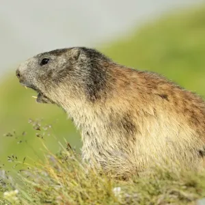 Alpine Marmot -Marmota marmota-, whistling warning call, Grossglockner, Hohe Tauern National Park, Tyrol, Austria Alpine Marmot -Marmota marmota-, whistling warning call, Grossglockner, Hohe Tauern National Park, Tyrol, Austria