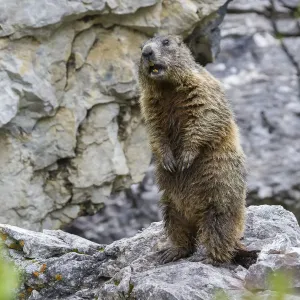 Alpine Marmot -Marmota marmota-, Sandesbachtal, Tyrol, Austria Alpine Marmot -Marmota marmota-, Sandesbachtal, Tyrol, Austria