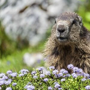 Alpine Marmot -Marmota marmota-, State Land Salzburg, Austria