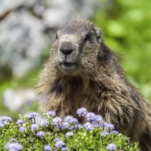 Alpine Marmot -Marmota marmota-, State Land Salzburg, Austria Alpine Marmot -Marmota marmota-, State Land Salzburg, Austria