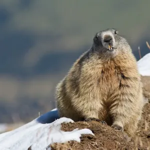 Alpine Marmot -Marmota marmota-, Oberallgau, Allgau, Swabia, Bavaria, Germany Alpine Marmot -Marmota marmota-, Oberallgau, Allgau, Swabia, Bavaria, Germany