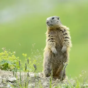 Alpine Marmot Print - Standing Observation Alpine Marmot Print - Standing Observation