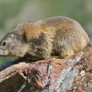 Alpine marmot (Marmota marmota) Alpine marmot (Marmota marmota)
