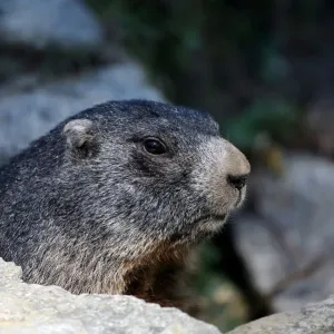 Alpine Marmot Print Alpine Marmot Print