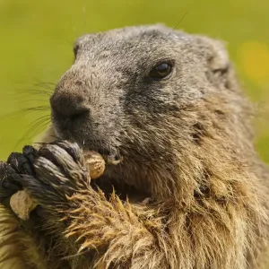 Alpine Marmot Print - A Peanut Snack in the Austrian Alps Alpine Marmot Print - A Peanut Snack in the Austrian Alps