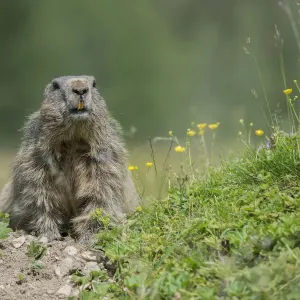 Alpine Marmot Print: Dachstein Range Burrow Scene Alpine Marmot Print: Dachstein Range Burrow Scene
