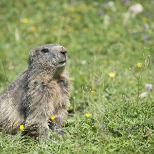 Alpine Marmot -Marmota marmota- in a meadow, Dachstein, Bachlalm, Styria, Austria