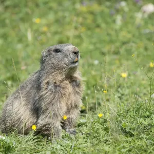 Alpine Marmot -Marmota marmota- in a meadow, Dachstein, Bachlalm, Styria, Austria Alpine Marmot -Marmota marmota- in a meadow, Dachstein, Bachlalm, Styria, Austria