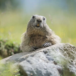 Alpine Marmot -Marmota marmota- on a rock, Dachstein Range, Styria, Austria
