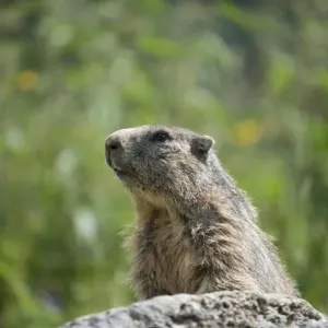 Alpine Marmot Print on Stone, Dachstein Alps Alpine Marmot Print on Stone, Dachstein Alps