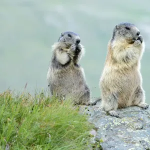 Two Alpine Marmots -Marmota marmota-, feeding, Grossglockner, Hohe Tauern National Park, Tyrol, Austria Two Alpine Marmots -Marmota marmota-, feeding, Grossglockner, Hohe Tauern National Park, Tyrol, Austria
