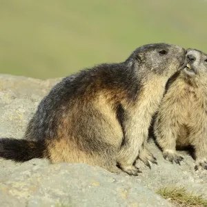 Two Alpine Marmots -Marmota marmota-, sniffing each other, Grossglockner, Hohe Tauern National Park, Tyrol, Austria Two Alpine Marmots -Marmota marmota-, sniffing each other, Grossglockner, Hohe Tauern National Park, Tyrol, Austria