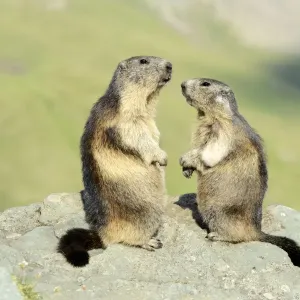 Two Alpine Marmots -Marmota marmota-, standing on rocks, Grossglockner, Hohe Tauern National Park, Tyrol, Austria Two Alpine Marmots -Marmota marmota-, standing on rocks, Grossglockner, Hohe Tauern National Park, Tyrol, Austria
