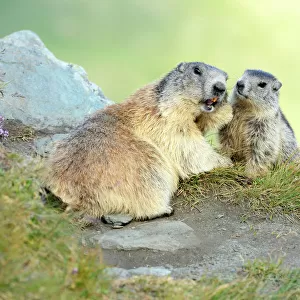 Nature & Wildlife Photographic Print Collection: Groundhogs (Marmota monax)