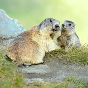 Nature & Wildlife Framed Print Collection: Groundhogs (Marmota monax)