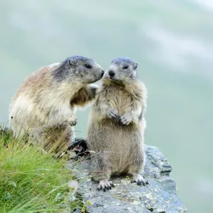 Two Alpine Marmots -Marmota marmota- sniffing each other, Grossglockner, Hohe Tauern National Park, Tyrol, Austria Two Alpine Marmots -Marmota marmota- sniffing each other, Grossglockner, Hohe Tauern National Park, Tyrol, Austria