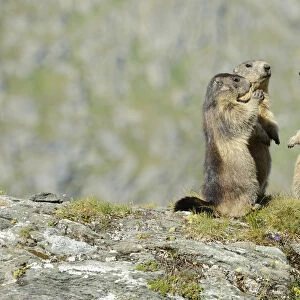 Alpine Marmots -Marmota marmota- standing in a circle, Grossglockner, Hohe Tauern National Park, Tyrol, Austria