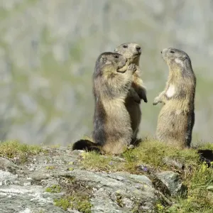 Alpine Marmots -Marmota marmota- standing in a circle, Grossglockner, Hohe Tauern National Park, Tyrol, Austria Alpine Marmots -Marmota marmota- standing in a circle, Grossglockner, Hohe Tauern National Park, Tyrol, Austria